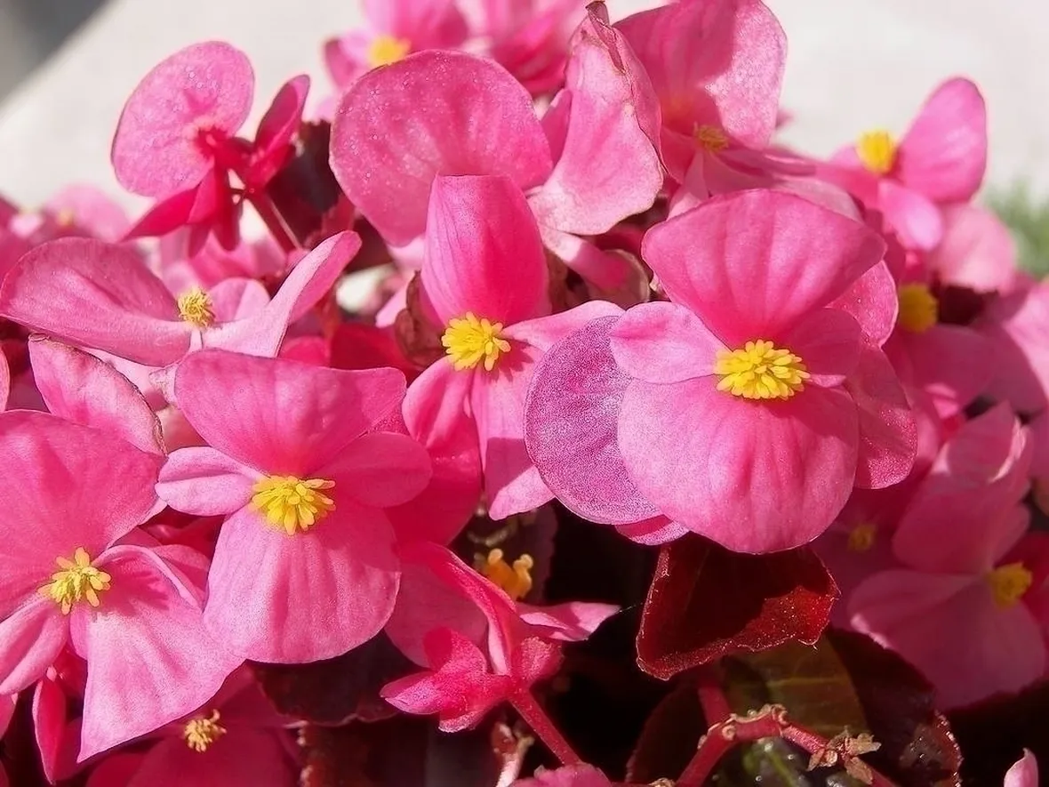 begonia