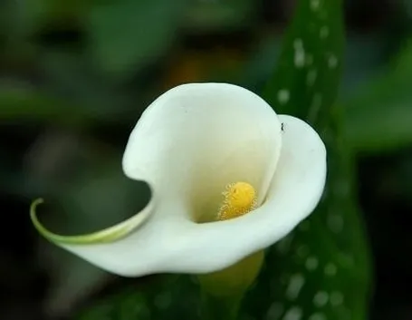 calla