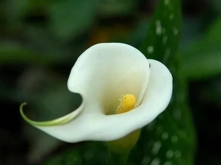 calla