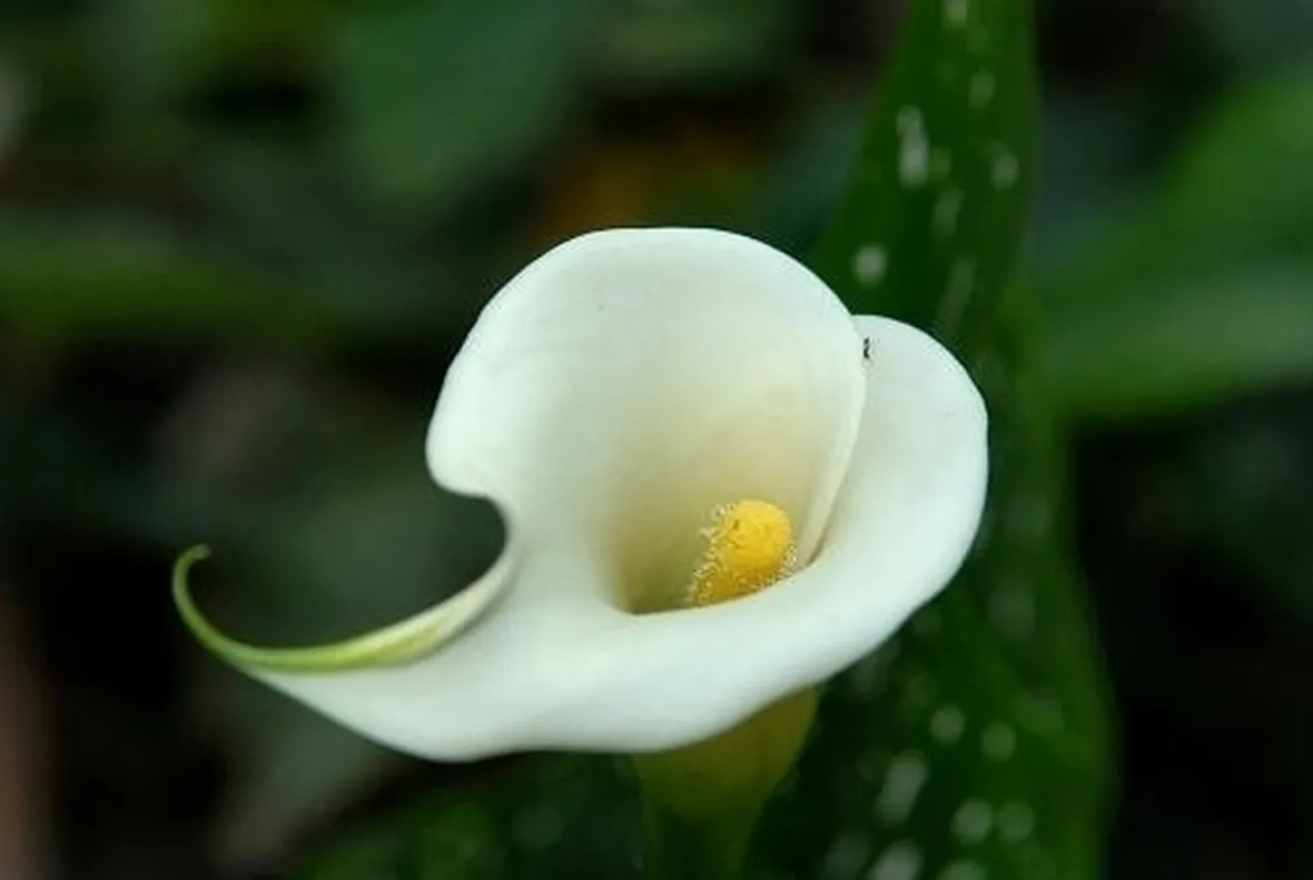 calla