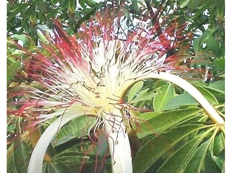 Caratteristiche della pachira acquatica