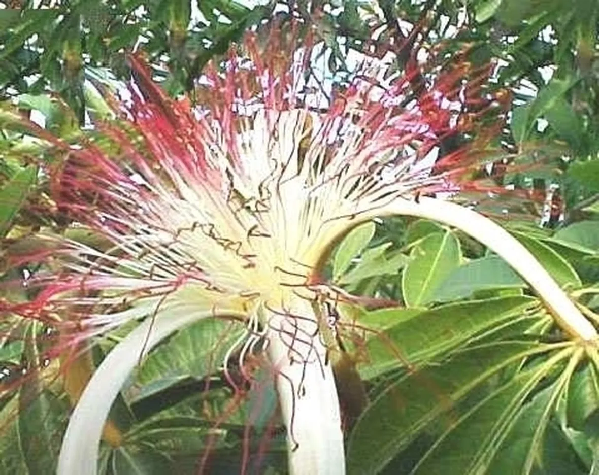 Caratteristiche della pachira acquatica