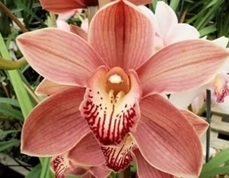 Caratteristiche dell'orchidea Cymbidium