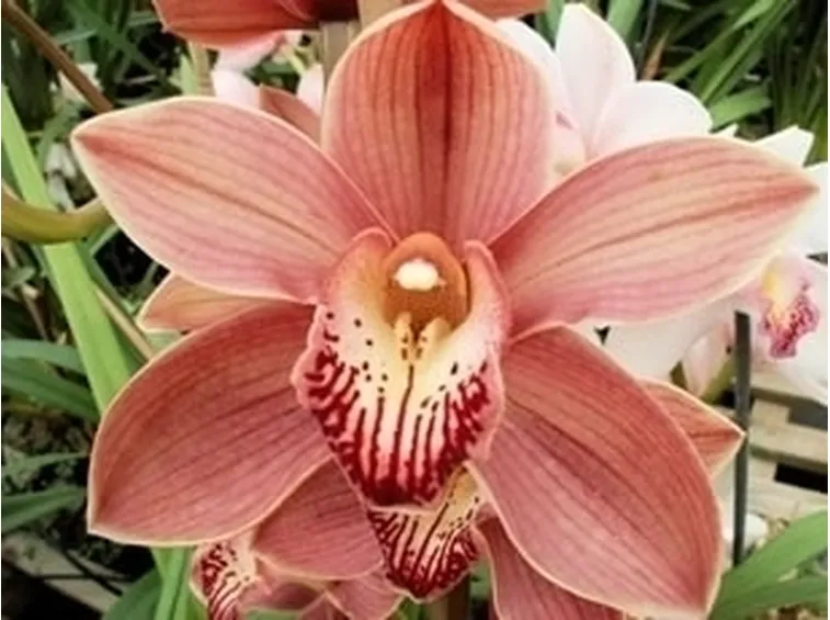Caratteristiche dell'orchidea Cymbidium