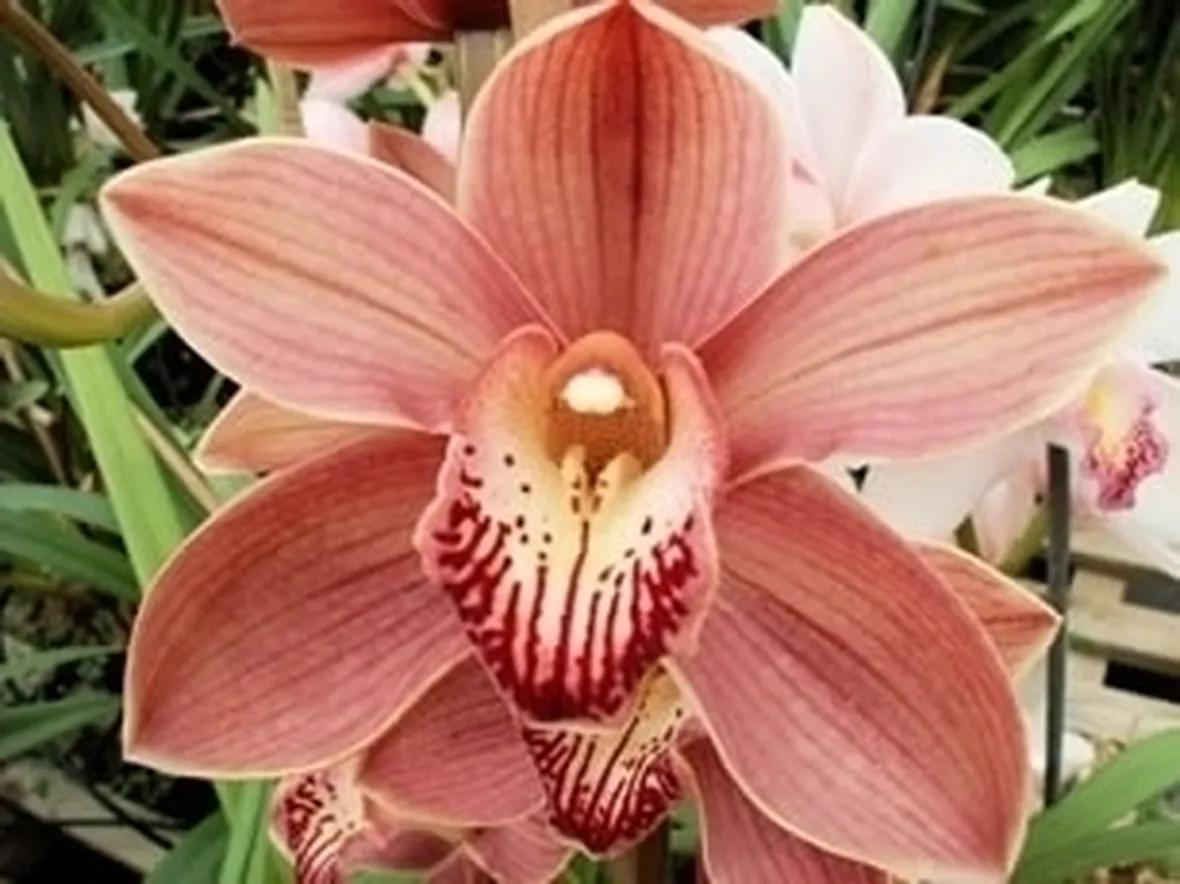 Caratteristiche dell'orchidea Cymbidium