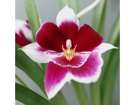 Caratteristiche orchidee Phalaenopsis