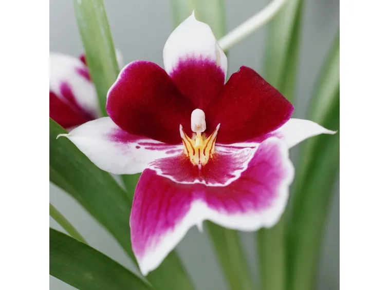 Caratteristiche orchidee Phalaenopsis