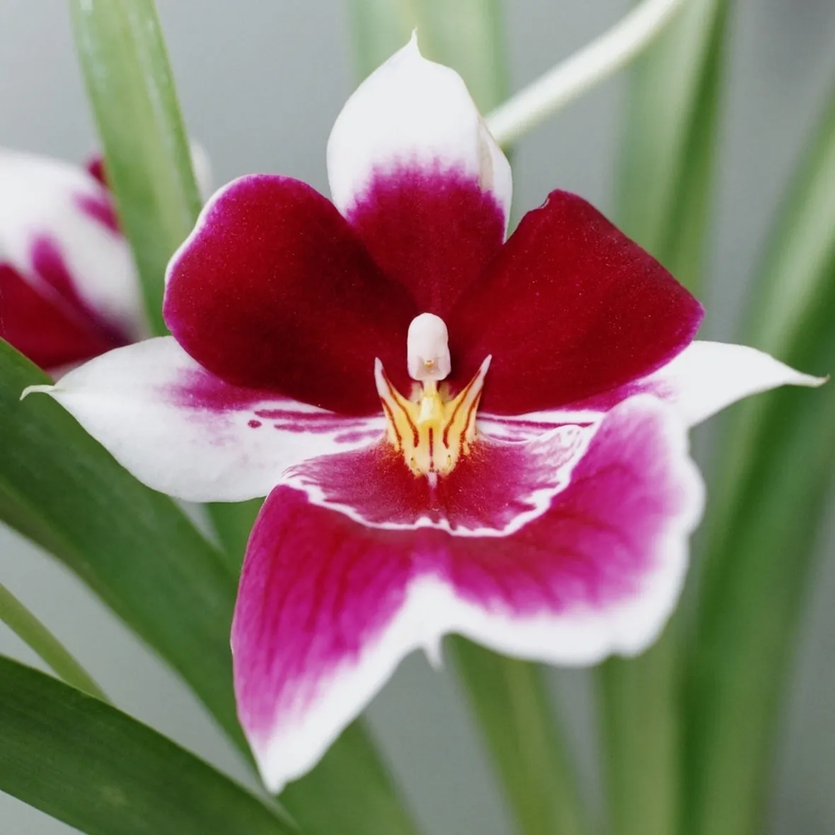 Caratteristiche orchidee Phalaenopsis
