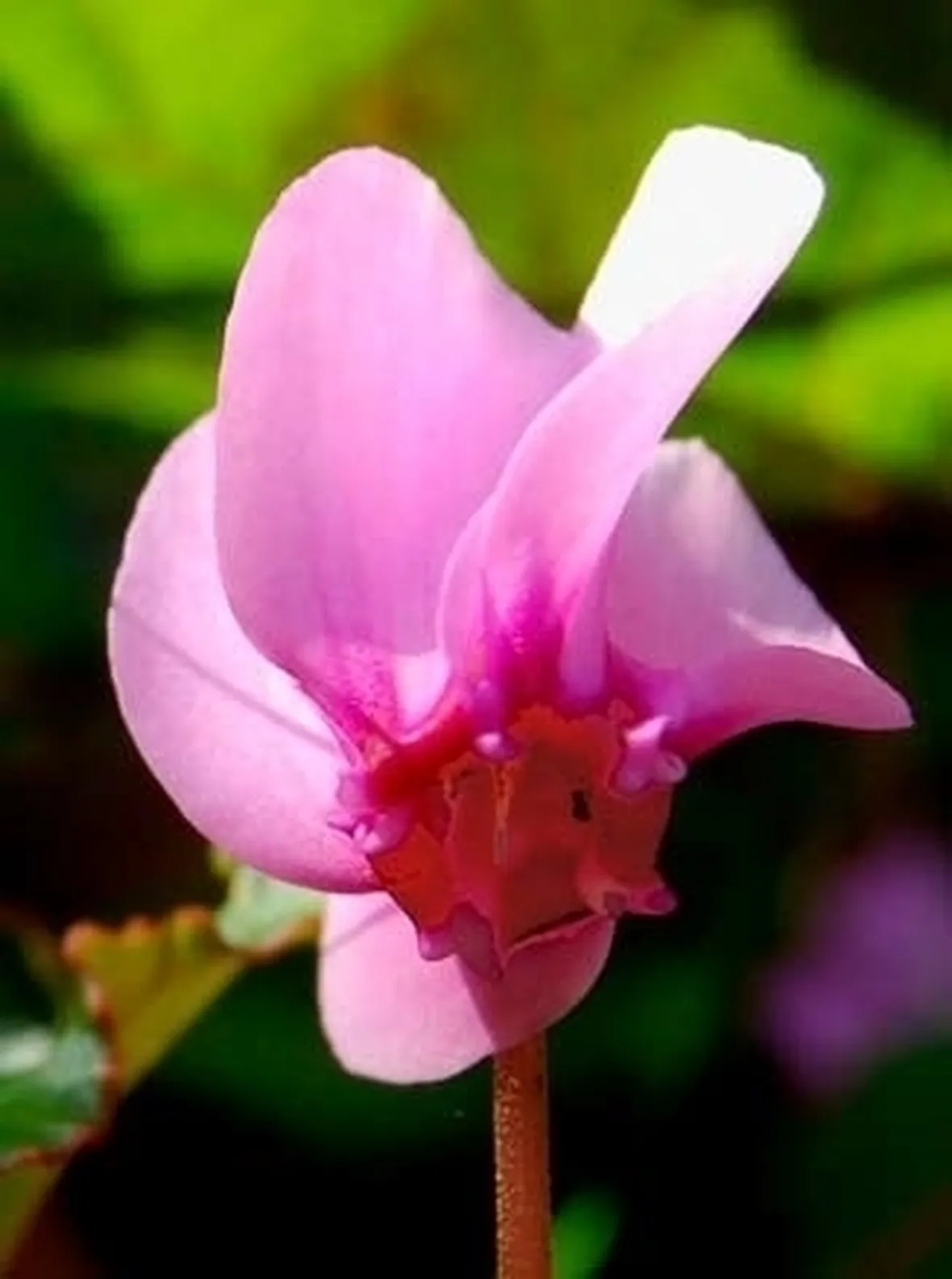 ciclamino