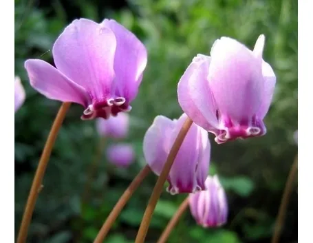 Ciclamino