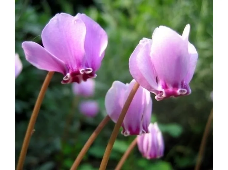 Ciclamino