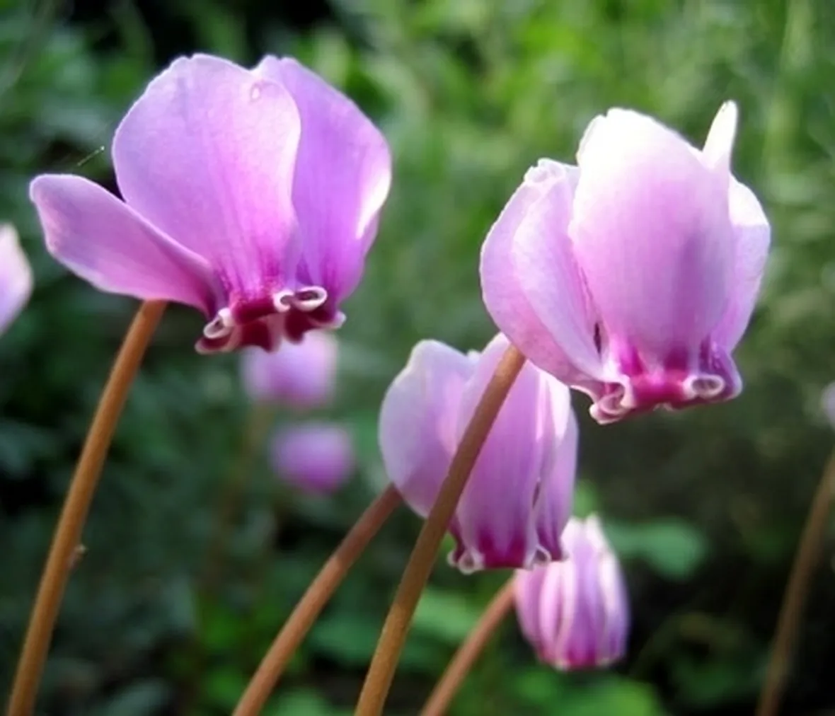 Ciclamino