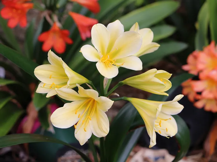 Clima ed esposizione per la Clivia