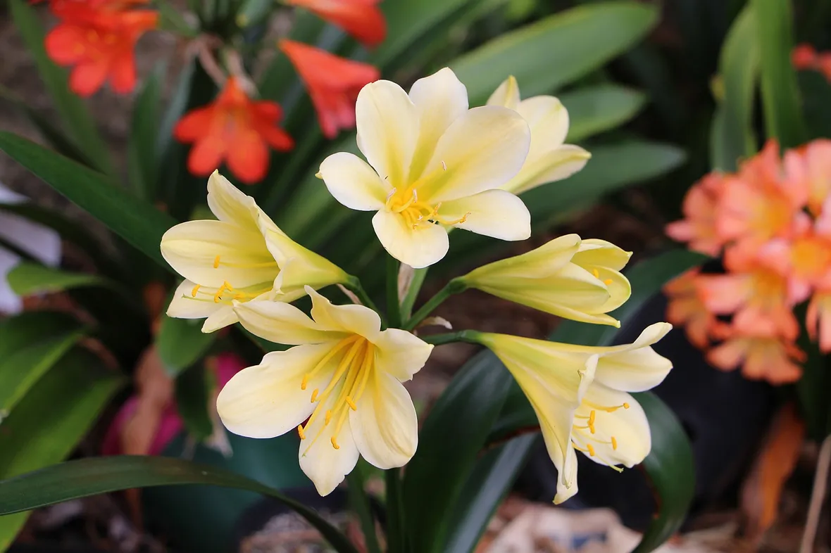 Clima ed esposizione per la Clivia