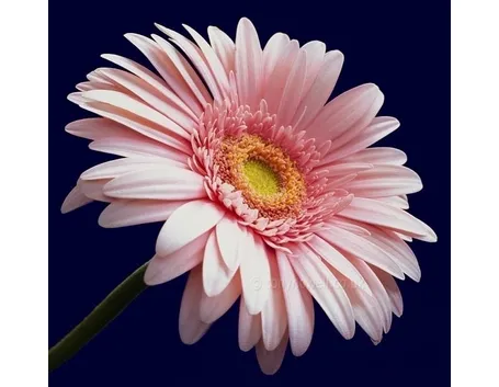 Clima per la gerbera