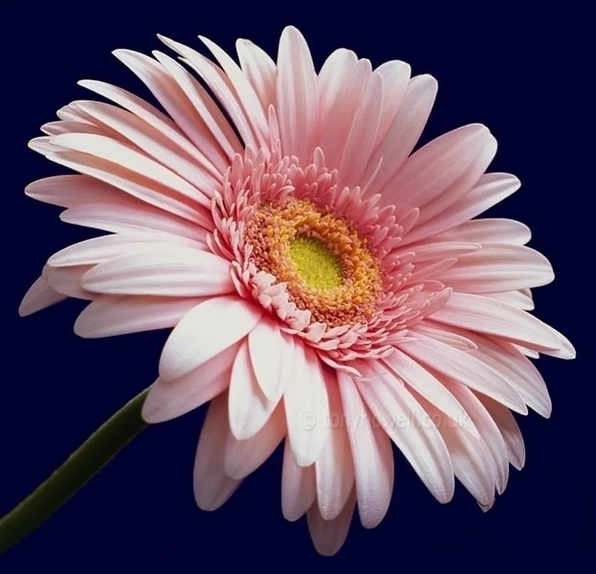 Clima per la gerbera