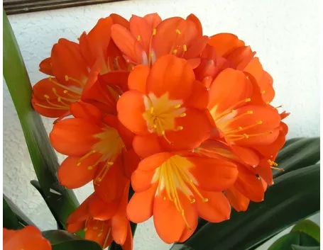 Clivia nobilis