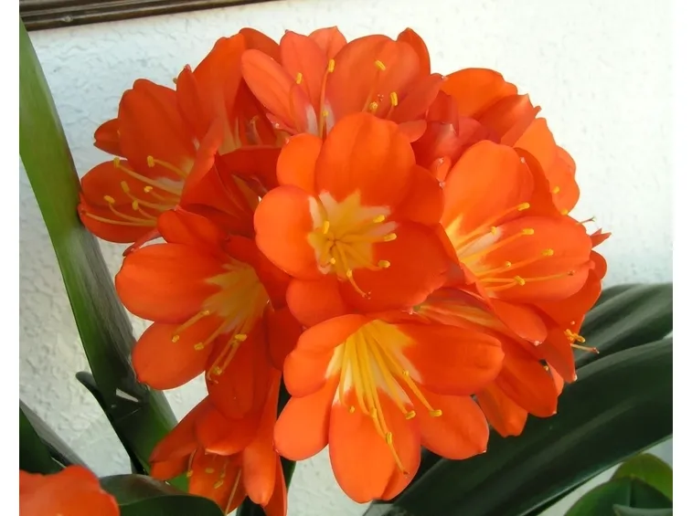 Clivia nobilis