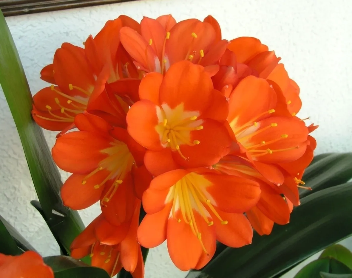 Clivia nobilis
