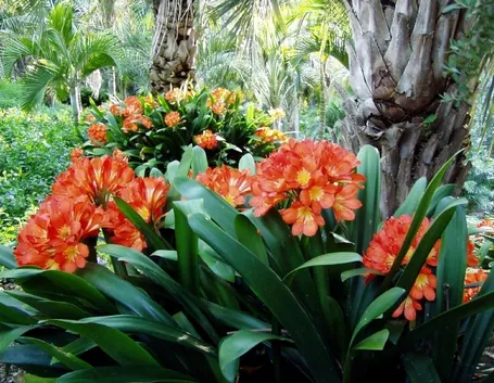 Clivia robusta
