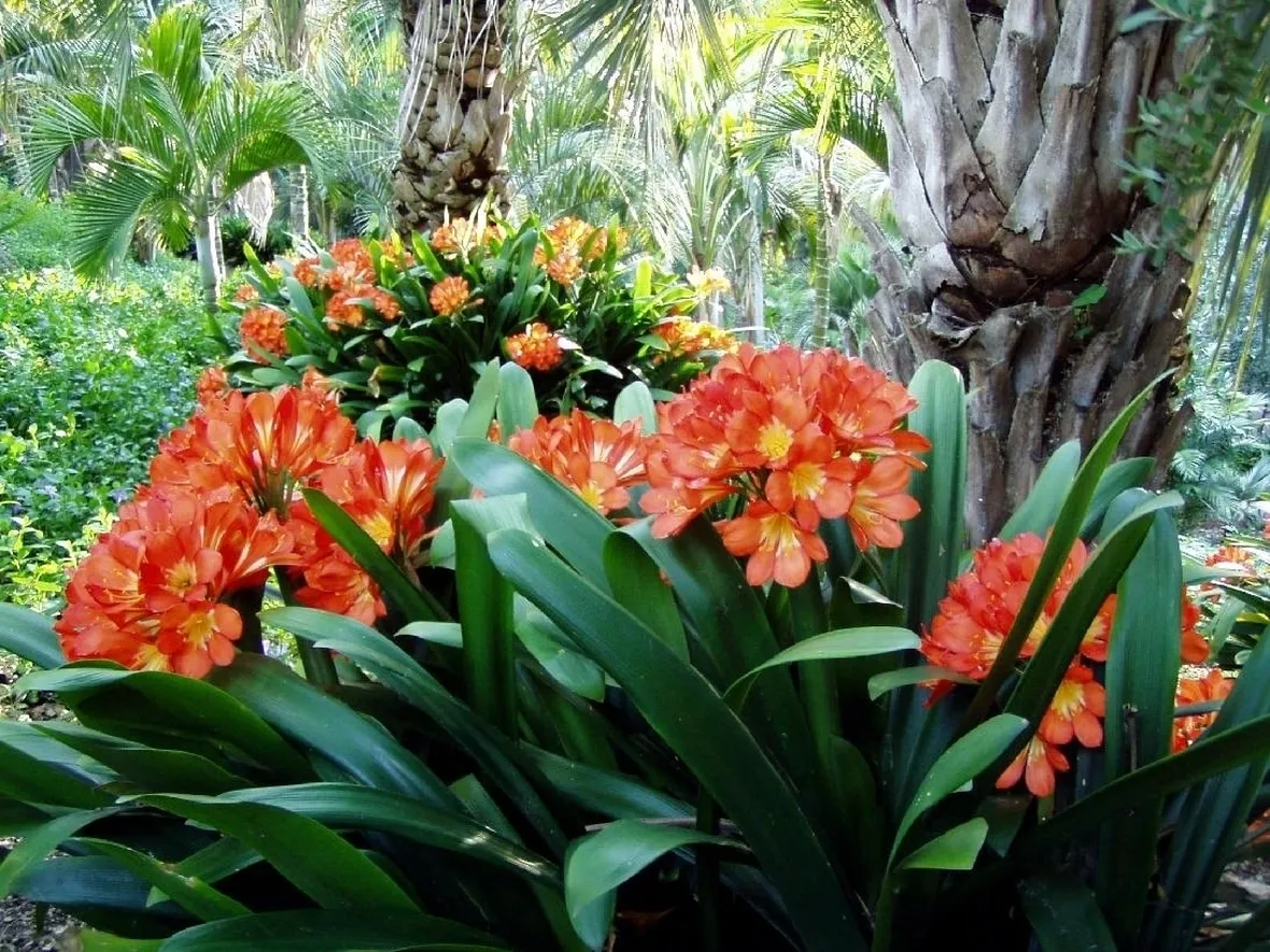 Clivia robusta