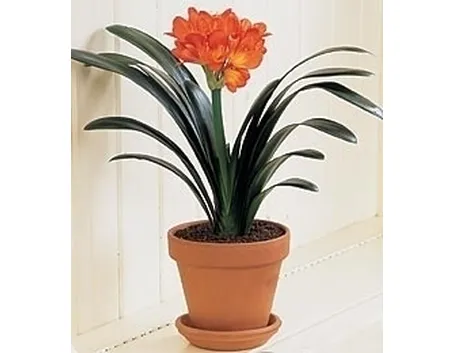 Clivia