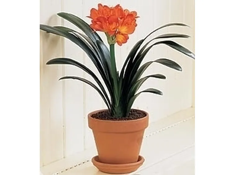 Clivia
