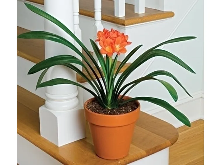 clivia