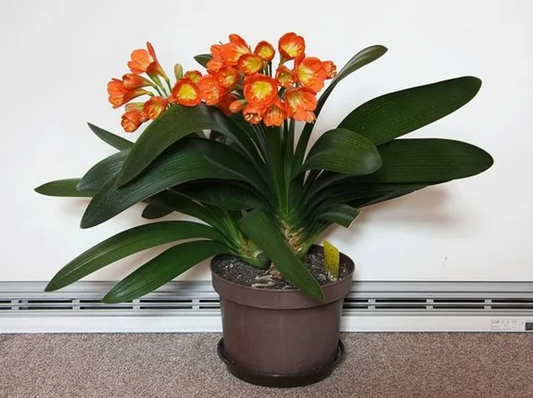 Coltivare la clivia