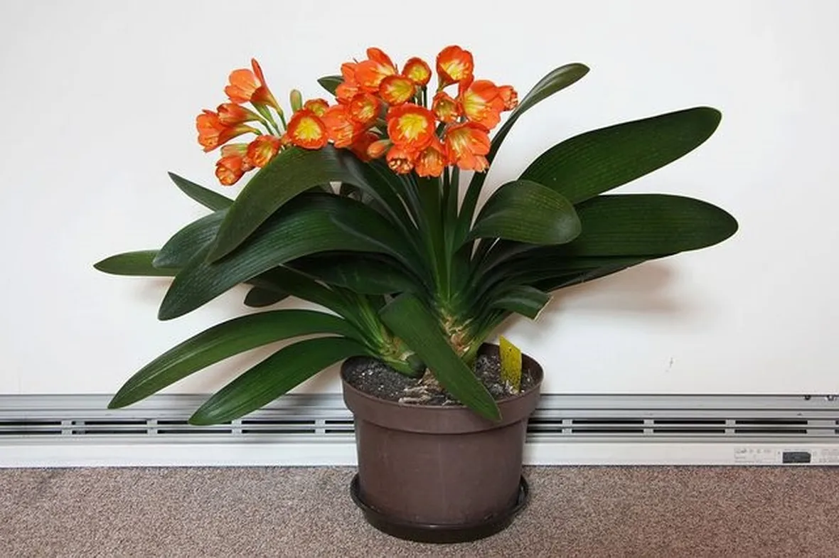 Coltivare la clivia