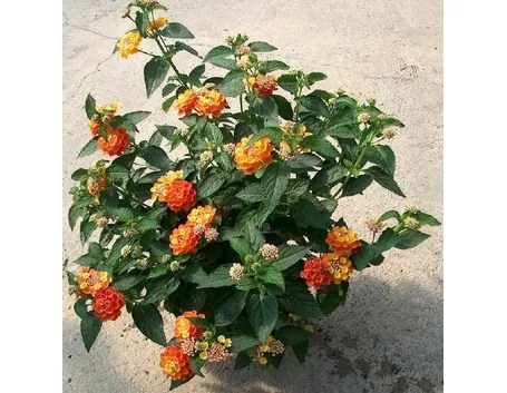 Coltivare la Lantana