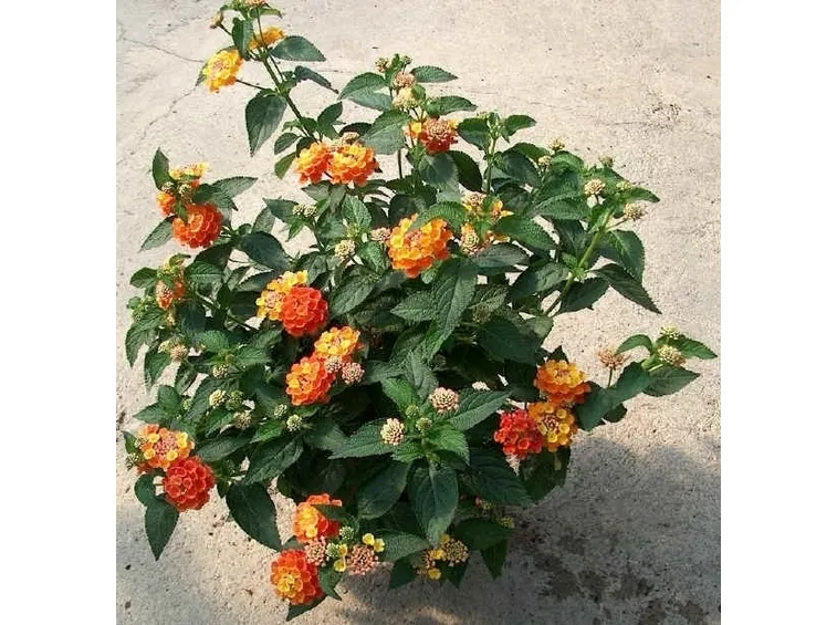 Coltivare la Lantana