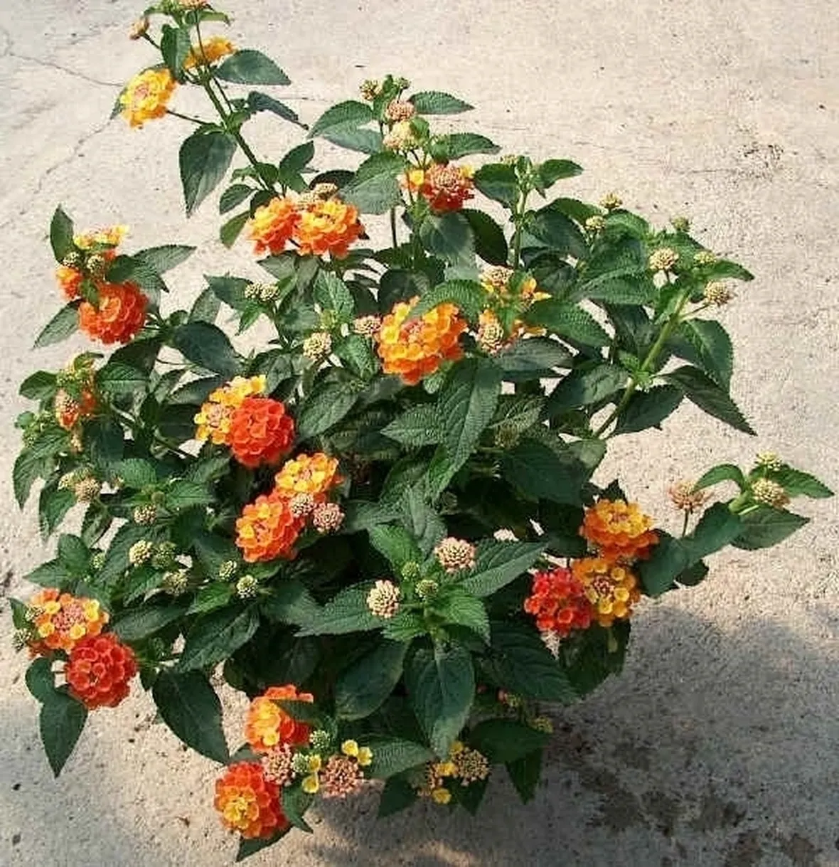 Coltivare la Lantana