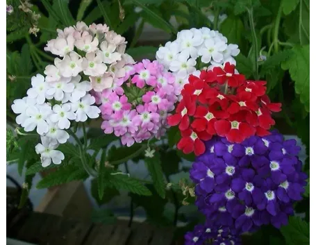 Coltivare la verbena