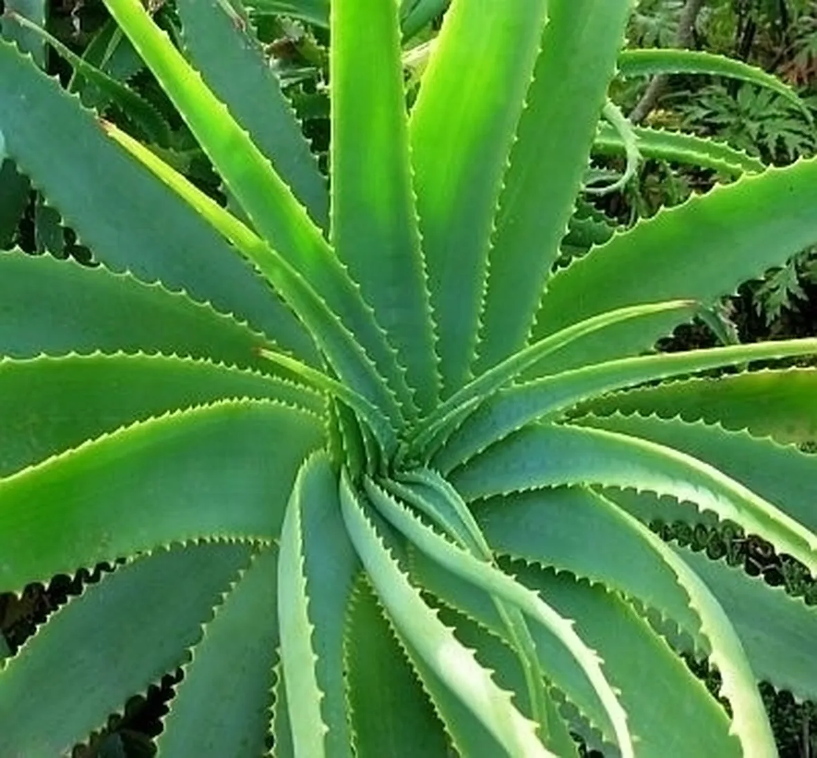 Coltivare l'aloe