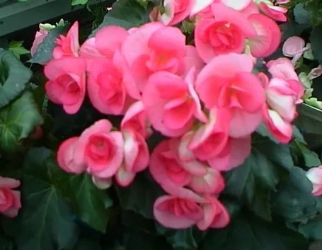 Coltivare le begonie
Begonia semperflorens
