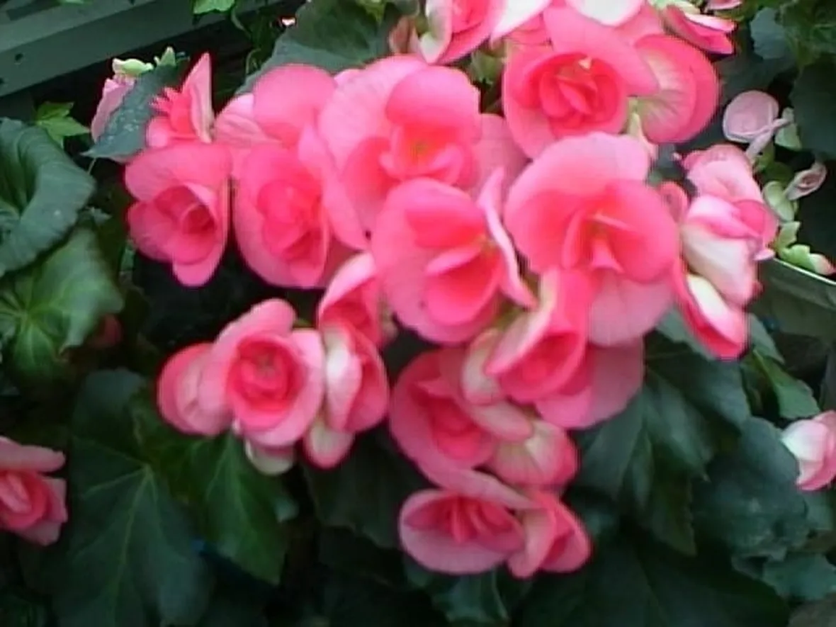 Coltivare le begonie
Begonia semperflorens