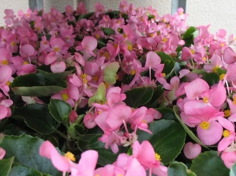 Coltivazione begonia tuberosa
