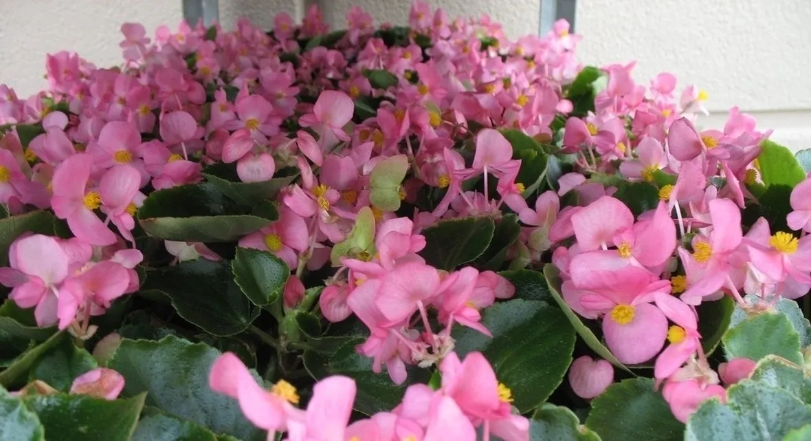 Coltivazione begonia tuberosa