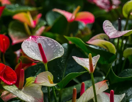 Anthurium
