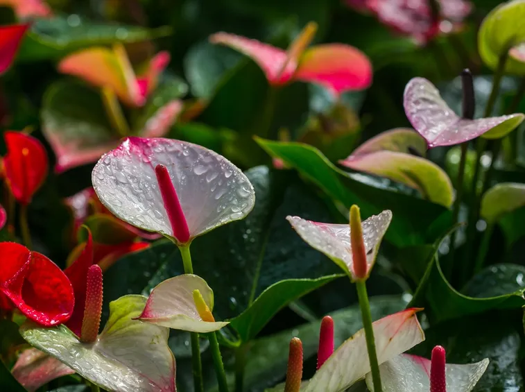 Anthurium