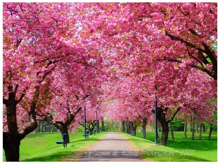 Come coltivare la fucsia