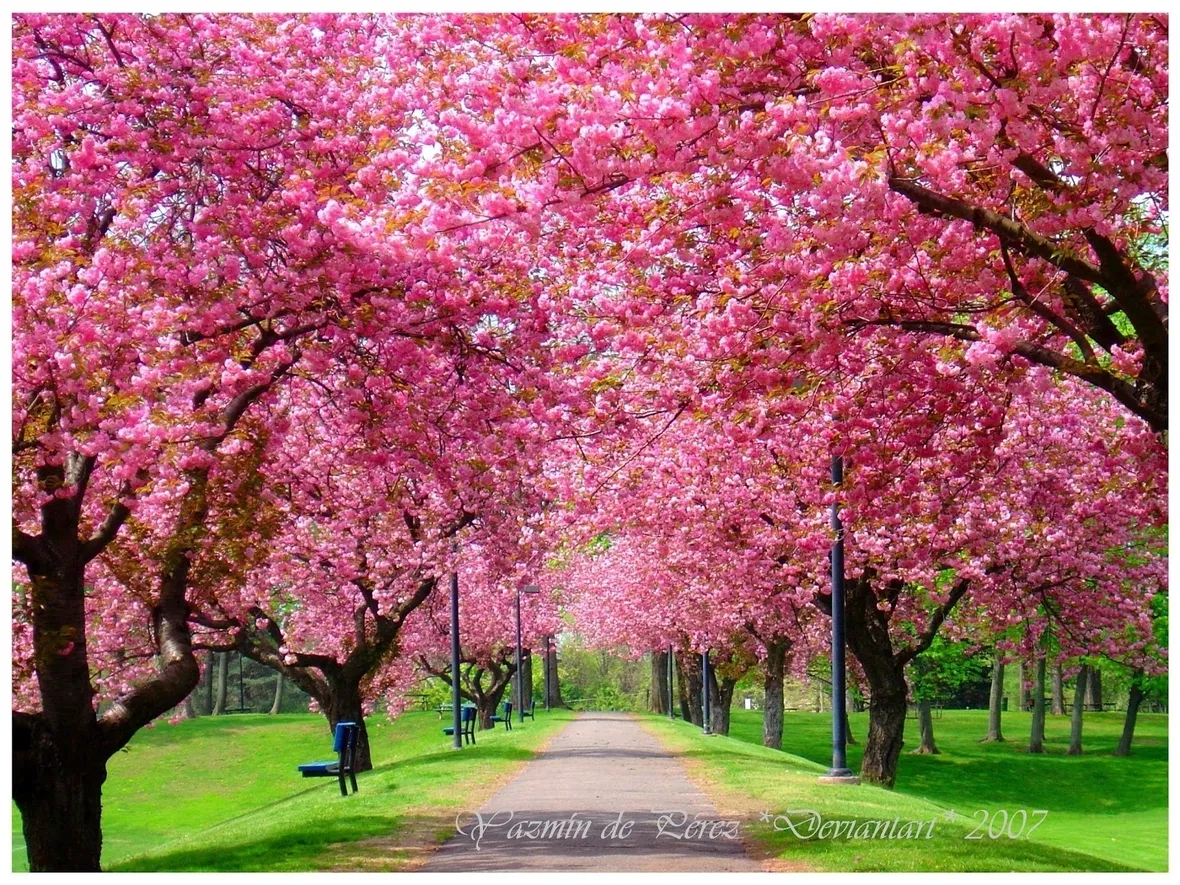 Come coltivare la fucsia