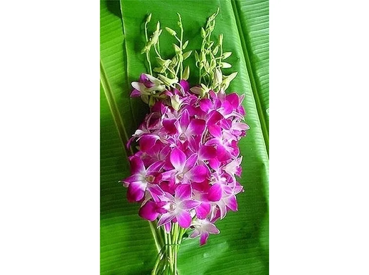 Come coltivare orchidee Dendrobium