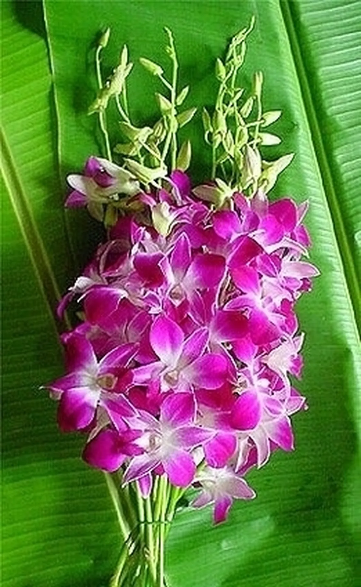Come coltivare orchidee Dendrobium