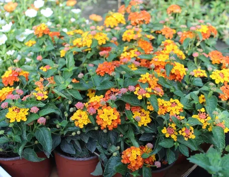 Come concimare la lantana