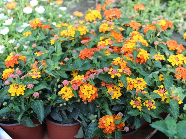 Come concimare la lantana