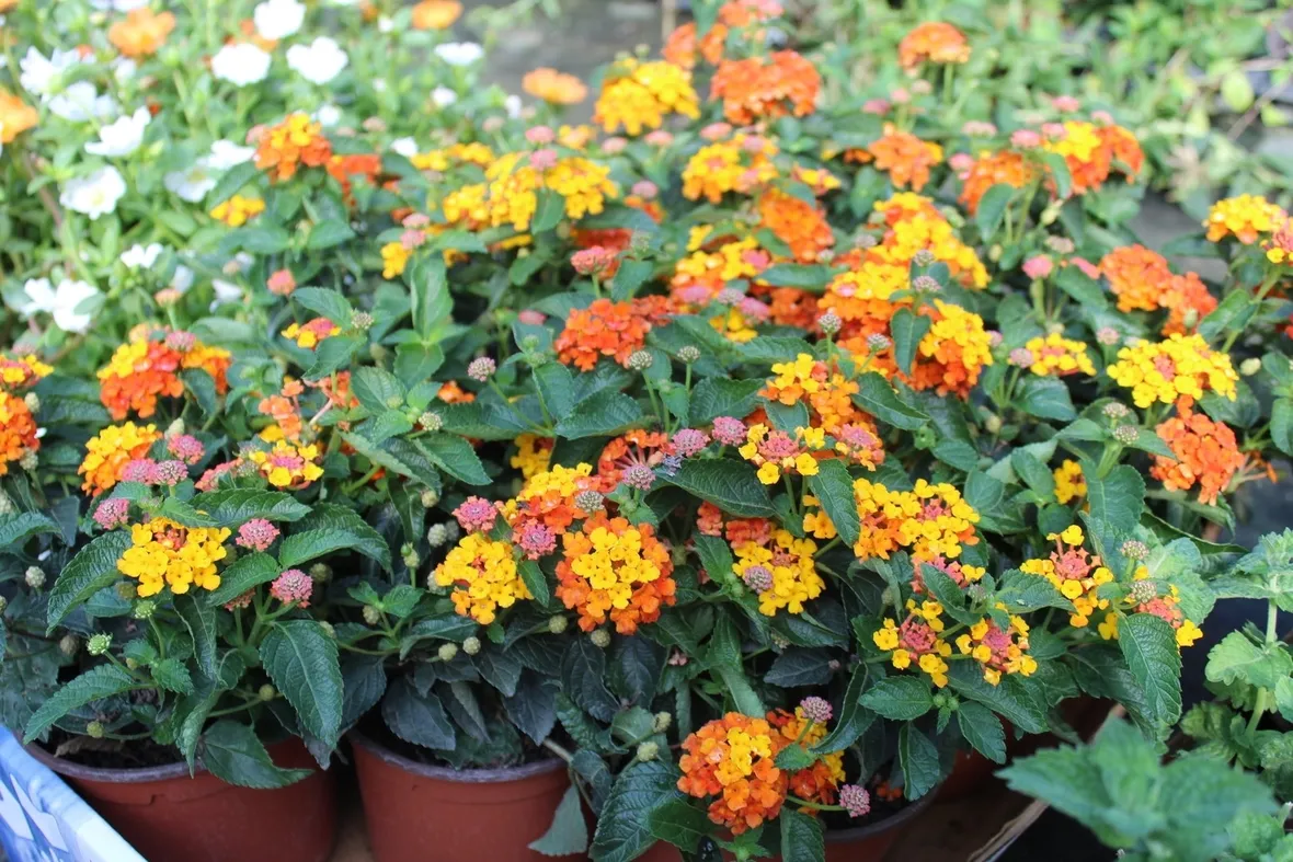 Come concimare la lantana