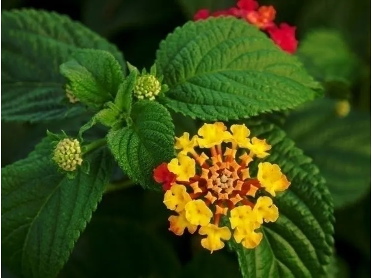Come innaffiare la lantana