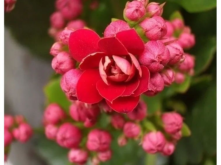Concimare le kalanchoe